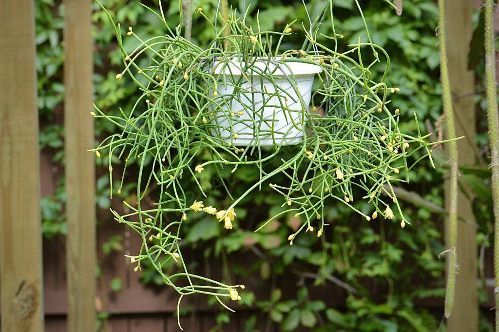 Rhipsalis aurea