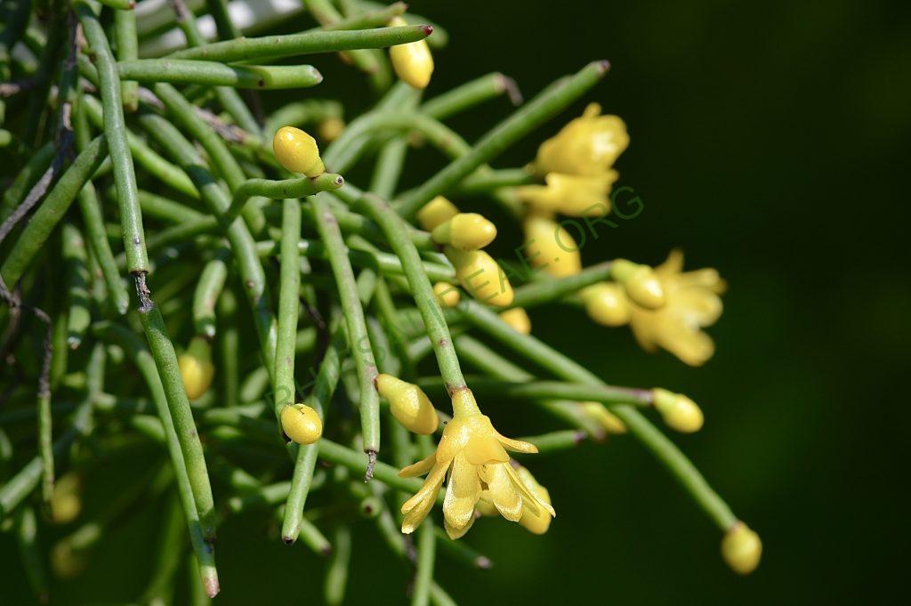 Rhipsalis aurea
