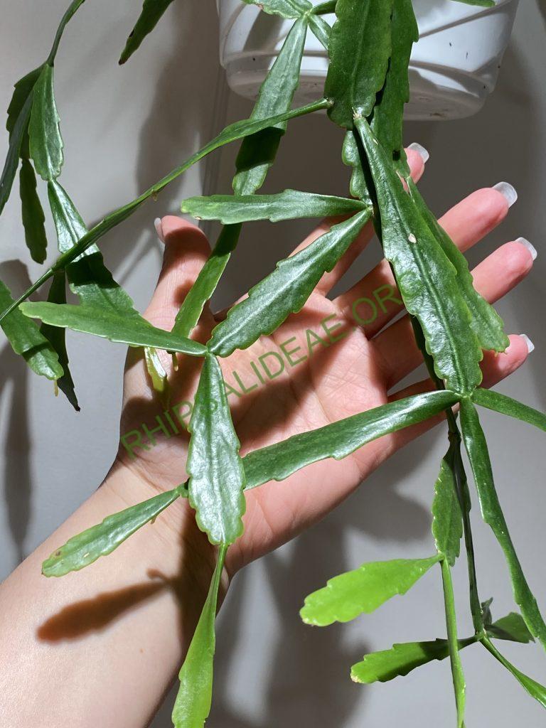 Rhipsalis cuneata subsp. australis