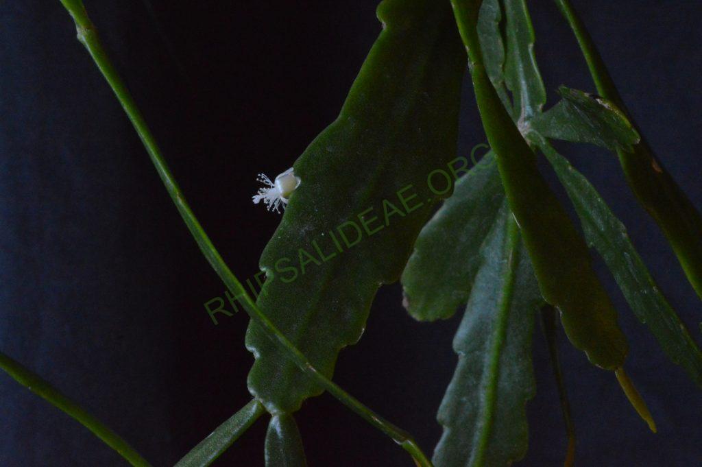 Rhipsalis cuneata subsp. australis