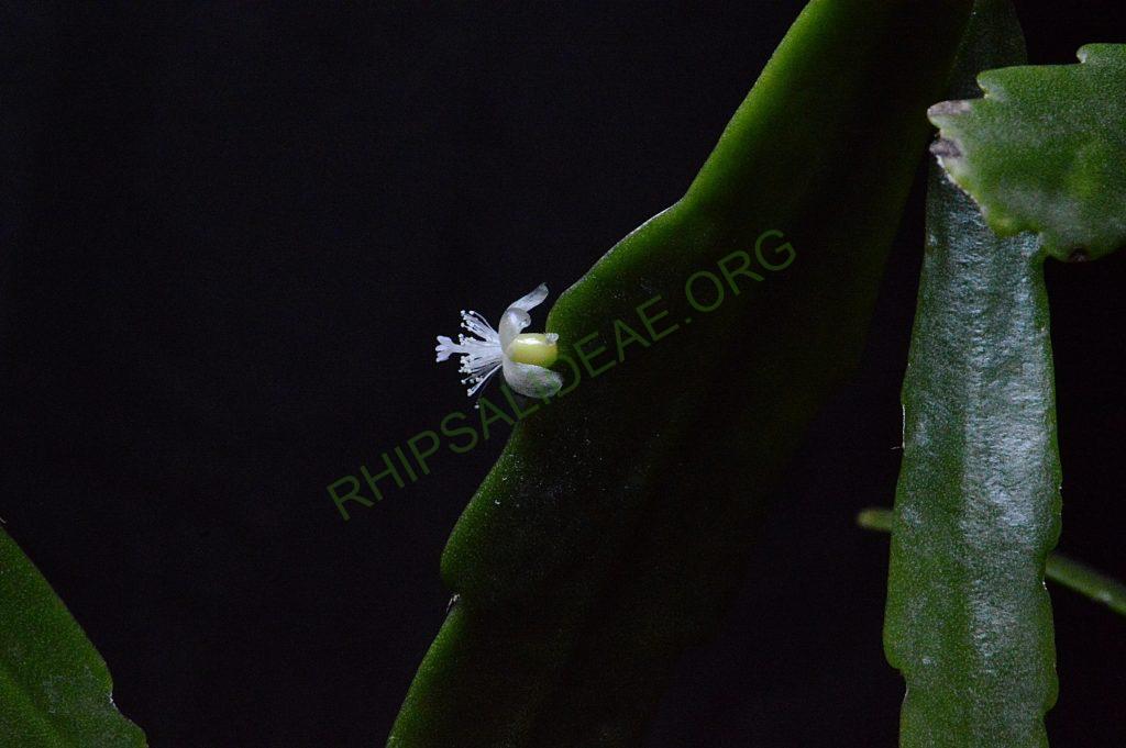 Rhipsalis cuneata subsp. australis