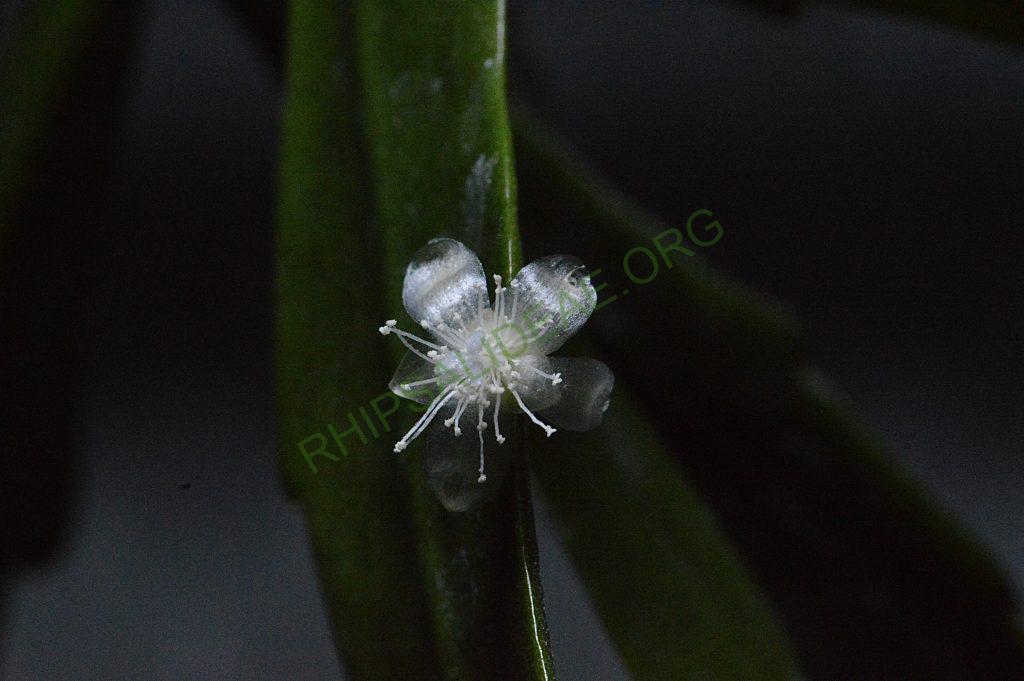 Rhipsalis cuneata subsp. australis