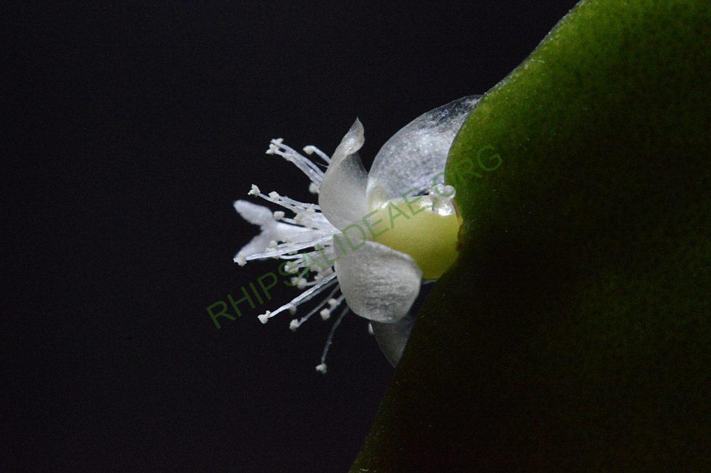 Rhipsalis cuneata subsp. australis