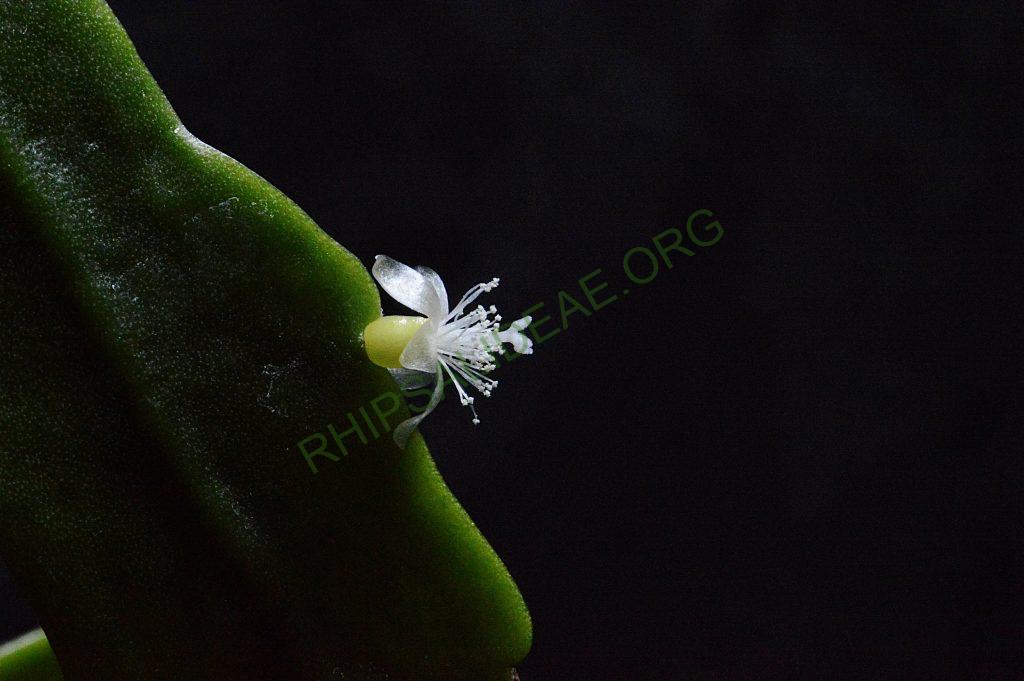 Rhipsalis cuneata subsp. australis