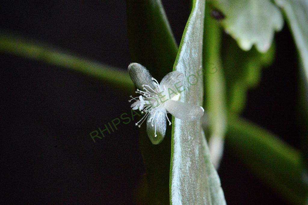 Rhipsalis cuneata subsp. australis