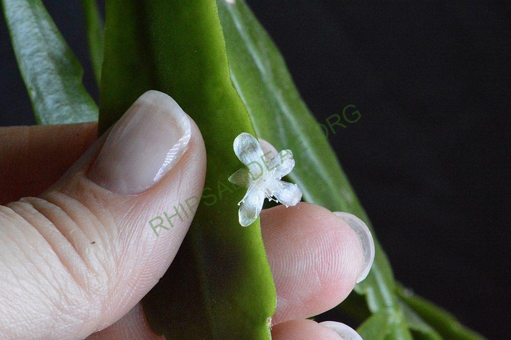 Rhipsalis cuneata subsp. australis