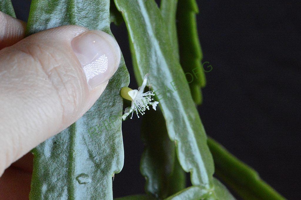 Rhipsalis cuneata subsp. australis