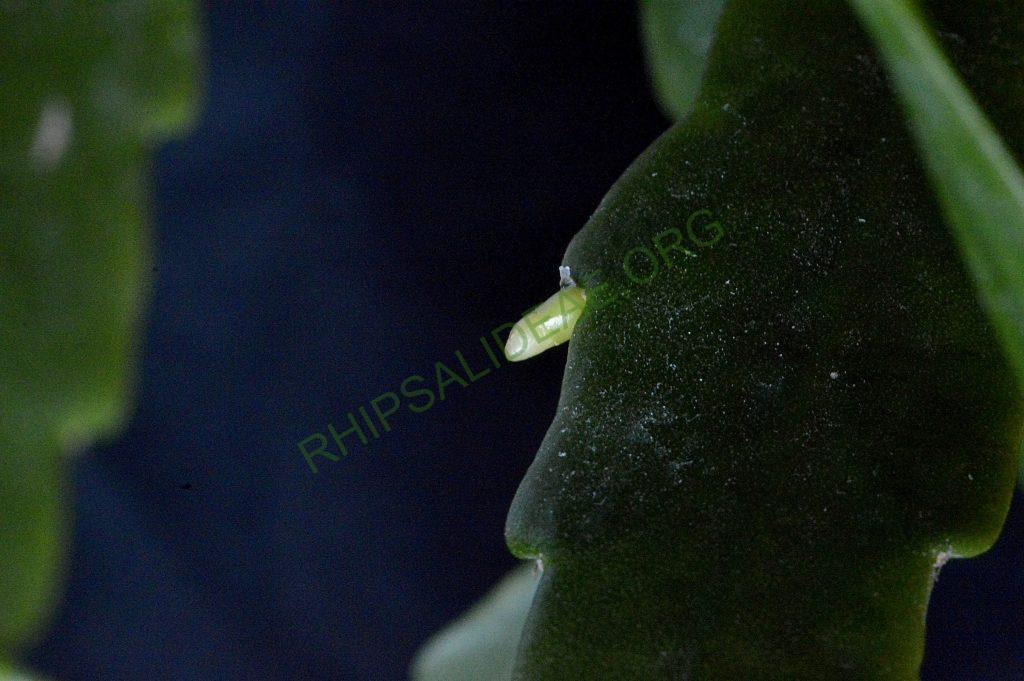 Rhipsalis cuneata subsp. australis