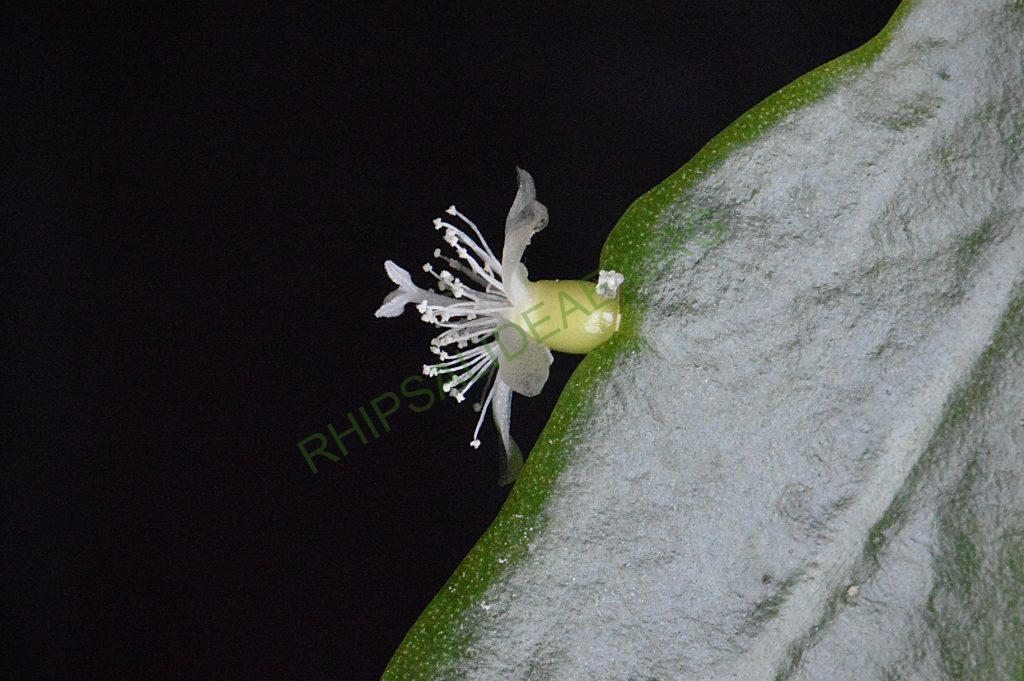 Rhipsalis cuneata subsp. australis