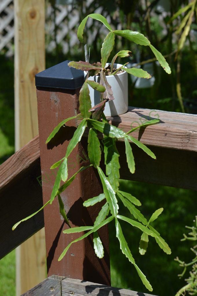 Rhipsalis cuneata subsp. australis