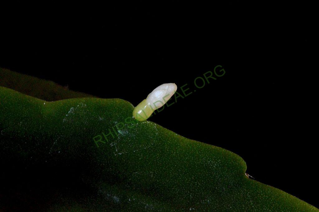 Rhipsalis cuneata subsp. australis