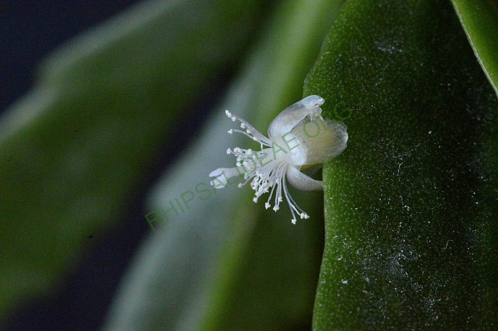 Rhipsalis cuneata subsp. australis