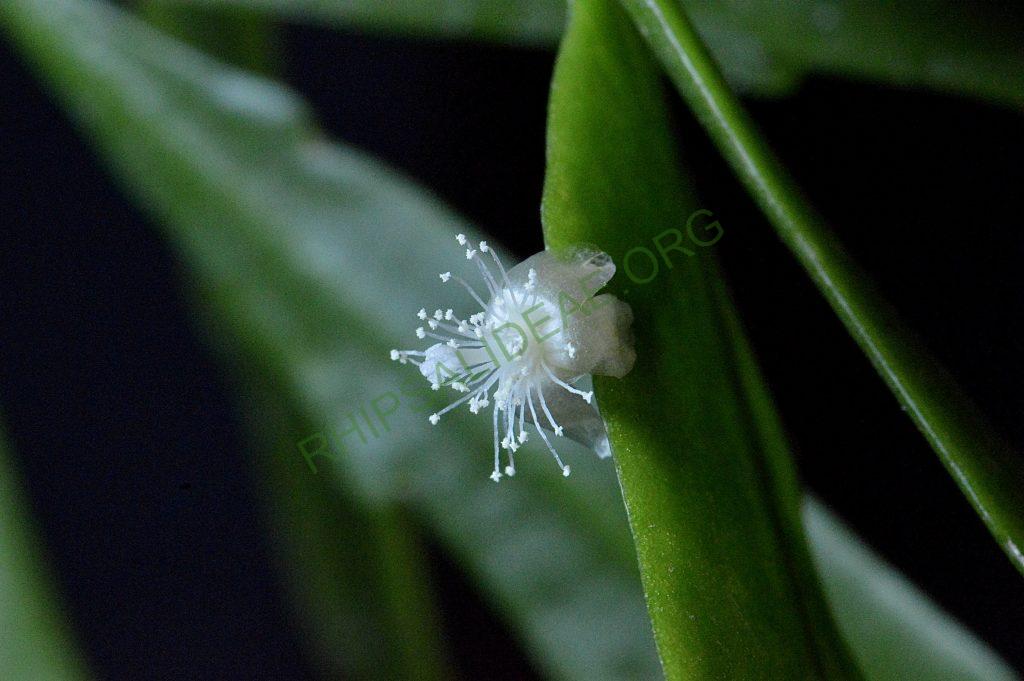Rhipsalis cuneata subsp. australis