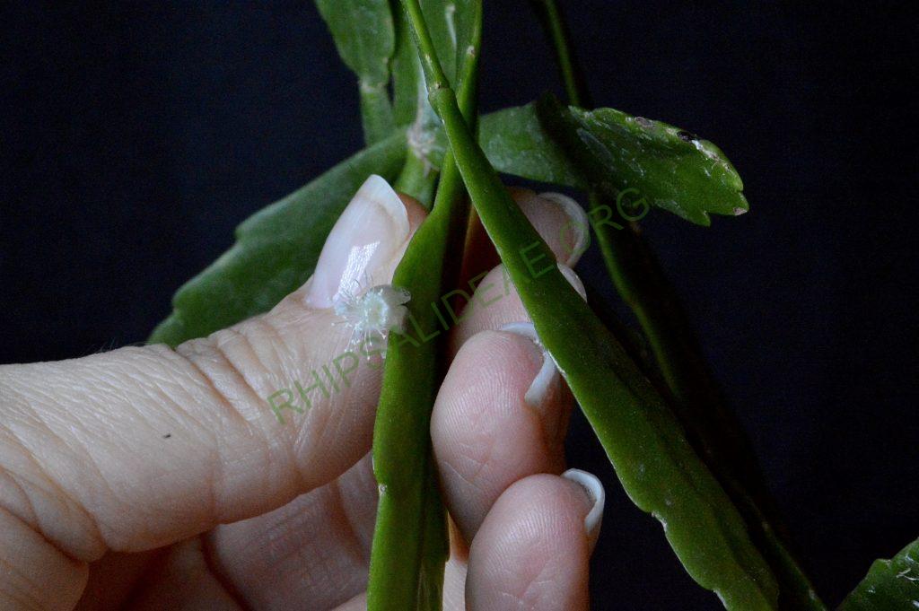 Rhipsalis cuneata subsp. australis