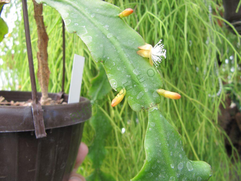 Rhipsalis barthlottii, Bonn 4469, Serra dos Orgãos, Rio de Janeiro, Brazil