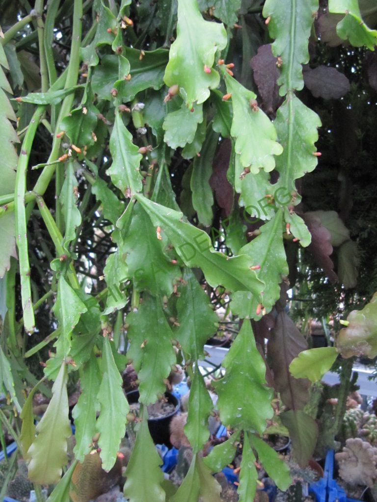 Rhipsalis barthlottii, Bonn 4469, Serra dos Orgãos, Rio de Janeiro, Brazil