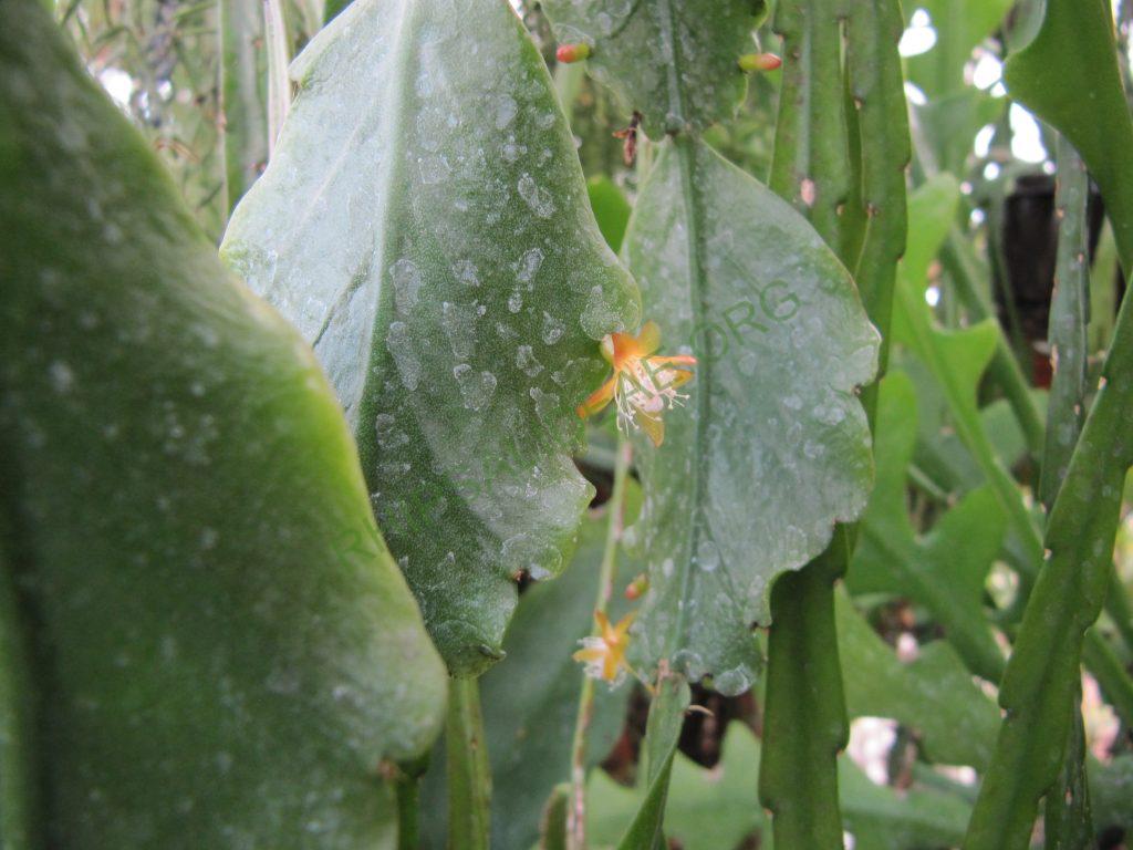 Rhipsalis barthlottii, Bonn 4469, Serra dos Orgãos, Rio de Janeiro, Brazil