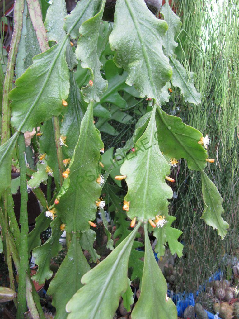 Rhipsalis barthlottii, Bonn 4469, Serra dos Orgãos, Rio de Janeiro, Brazil