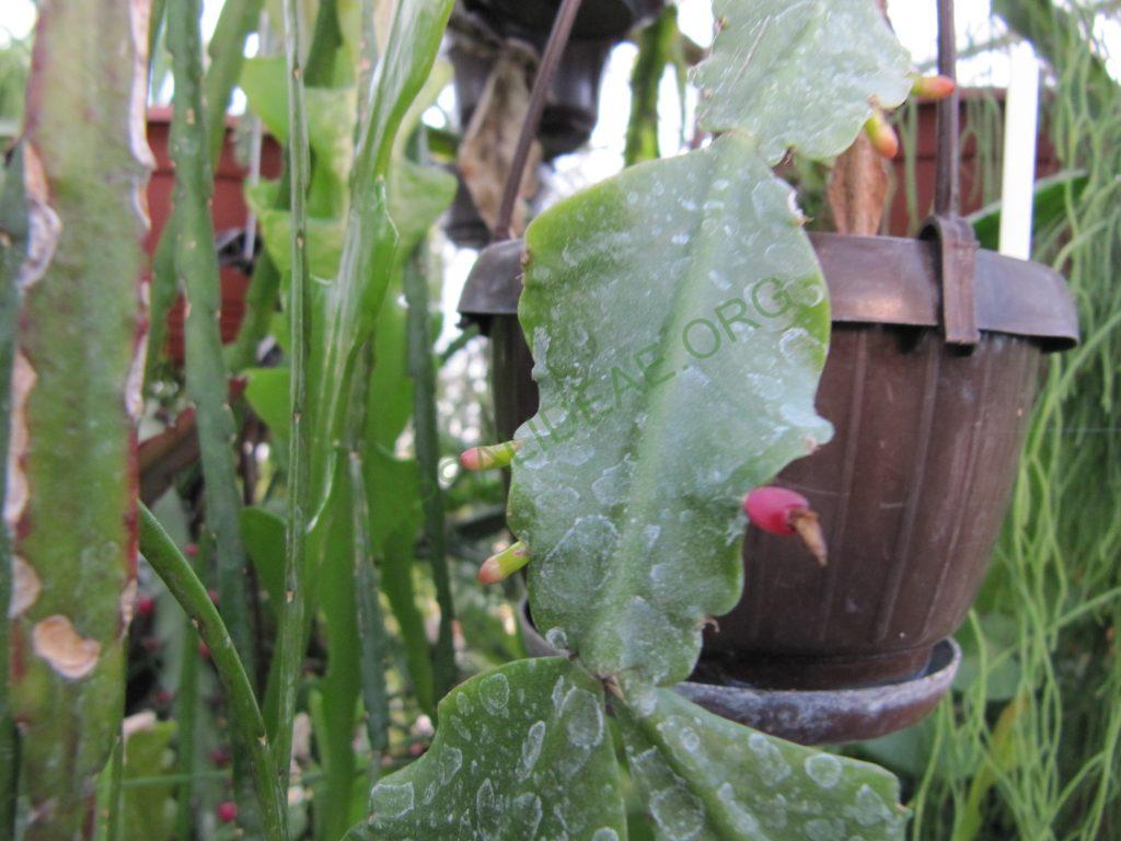 Rhipsalis barthlottii, Bonn 4469, Serra dos Orgãos, Rio de Janeiro, Brazil