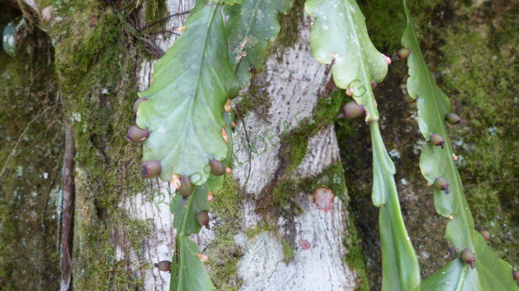 Rhipsalis barthlottii, on the road towards Teresópolis, Serra dos Órgãos, Rio de Janeiro, Brazil