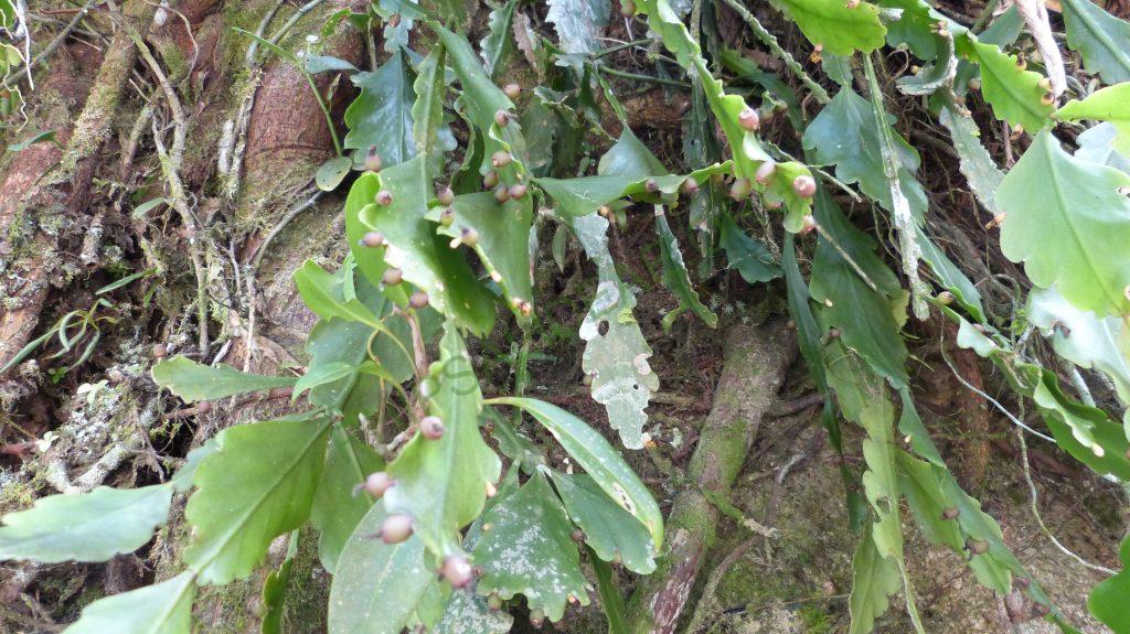 Rhipsalis barthlottii, on the road towards Teresópolis, Serra dos Órgãos, Rio de Janeiro, Brazil