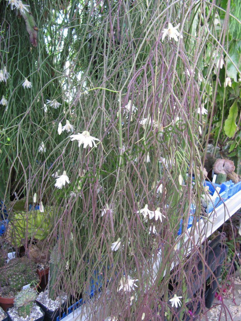 Rhipsalis burchellii