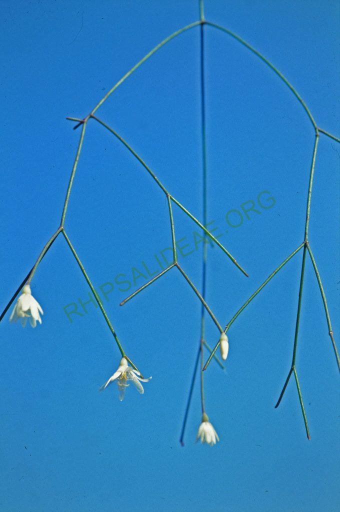 Rhipsalis burchellii, No. 05740, descent Itaitaia to Ponta Crossa, Paraná, Brazil, © W. Barthlott, Lotus-Salvinia.de