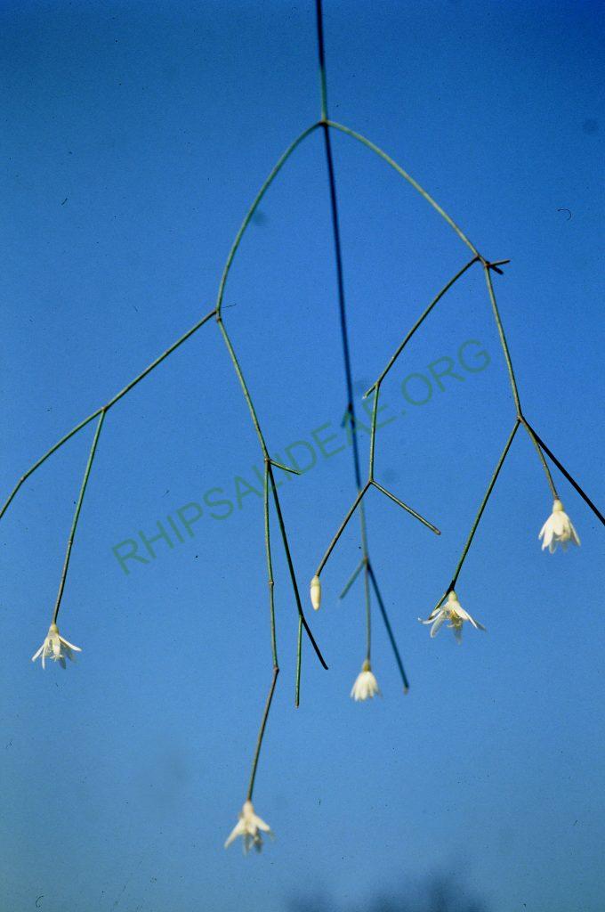 Rhipsalis burchellii, No. 05740, descent Itaitaia to Ponta Crossa, Paraná, Brazil, © W. Barthlott, Lotus-Salvinia.de