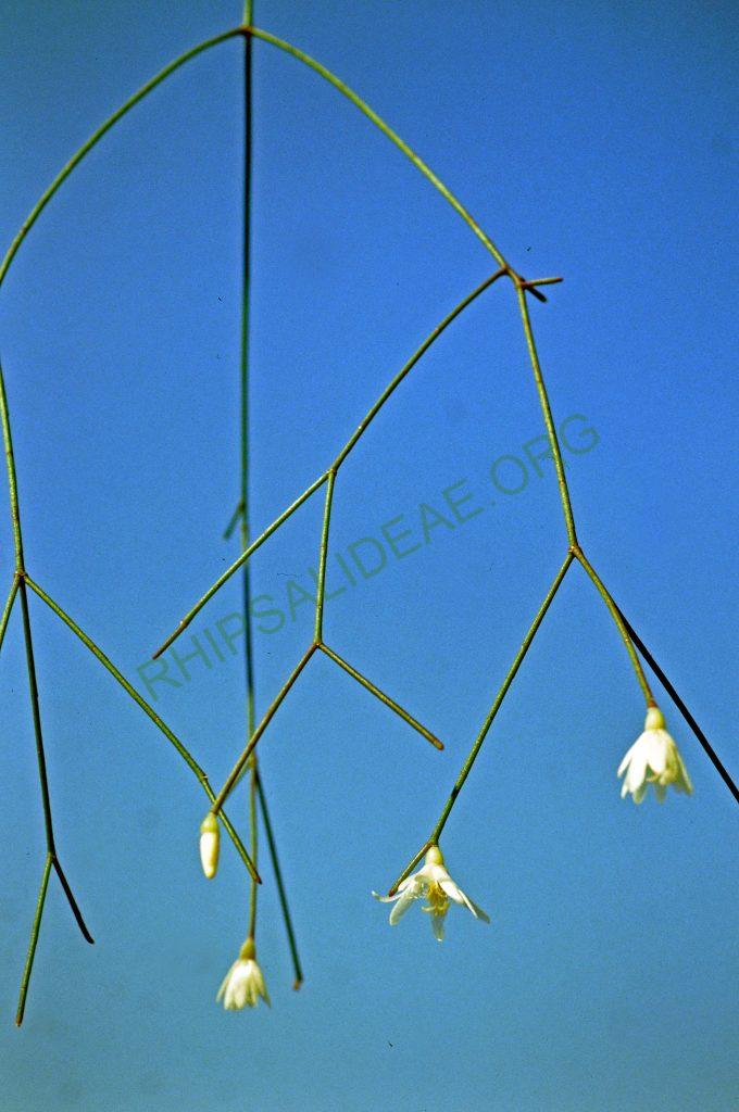 Rhipsalis burchellii, No. 05740, descent Itaitaia to Ponta Crossa, Paraná, Brazil, © W. Barthlott, Lotus-Salvinia.de