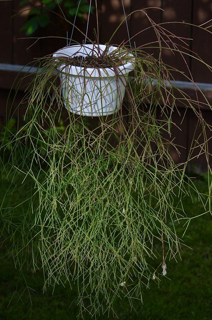 Rhipsalis burchellii