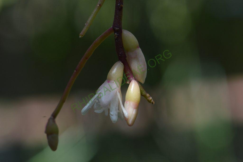 Rhipsalis burchellii