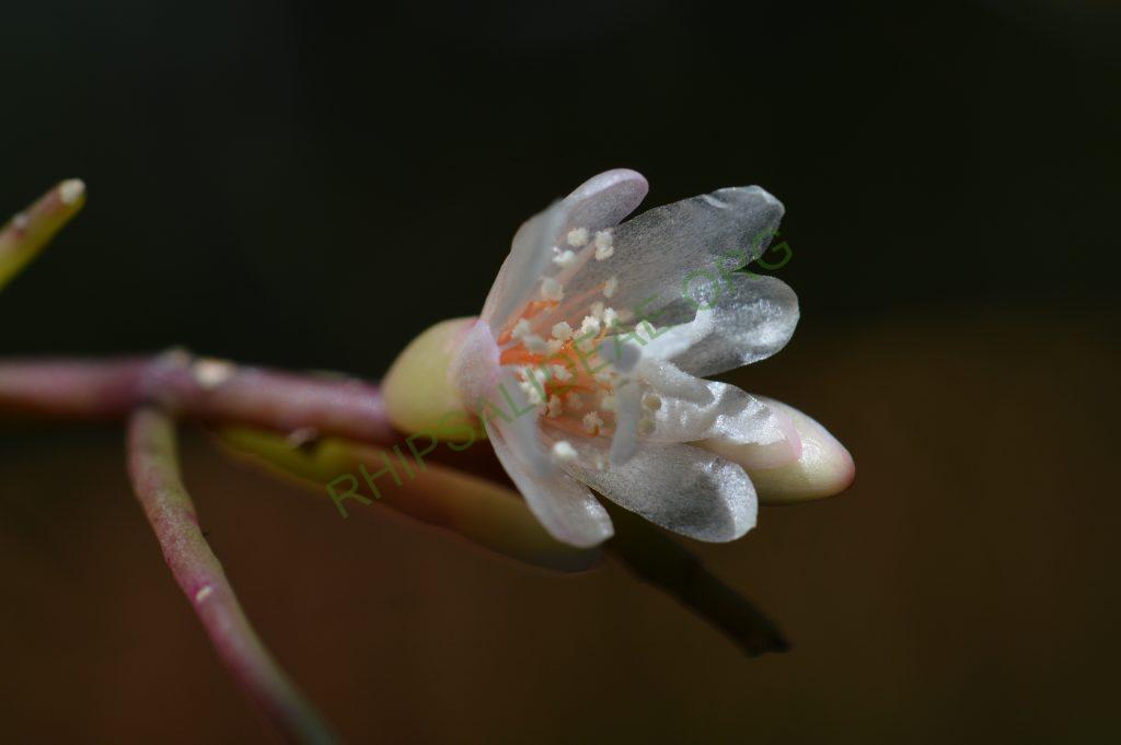 Rhipsalis burchellii