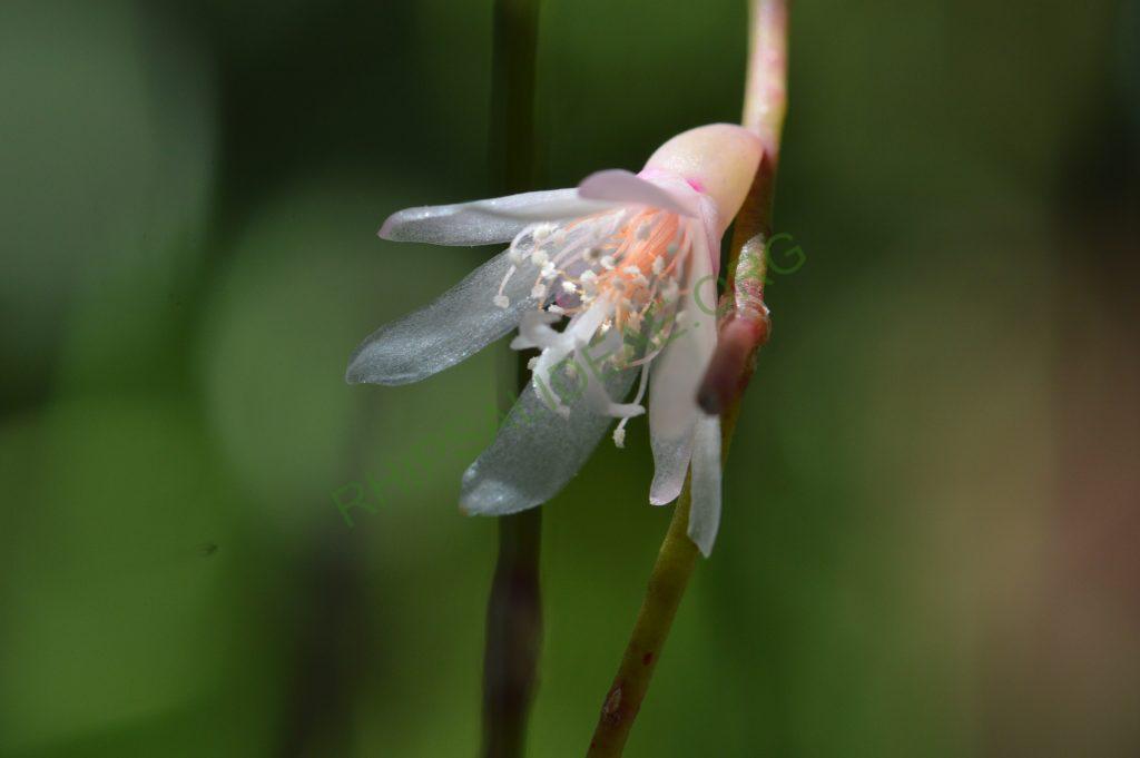 Rhipsalis burchellii