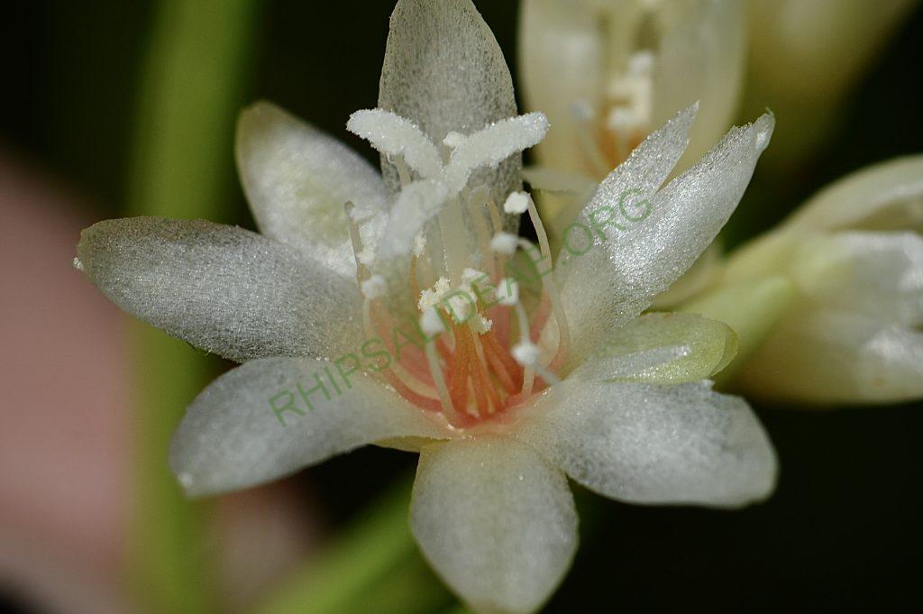 Rhipsalis campos-portoana