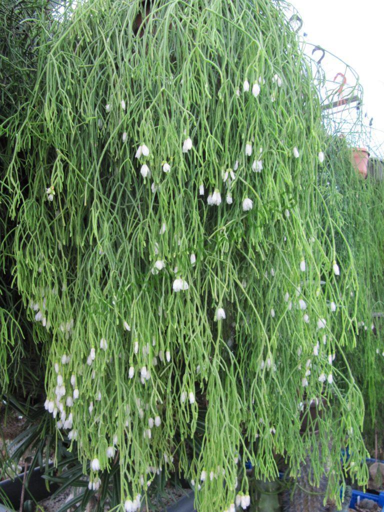 Rhipsalis campos-portoana