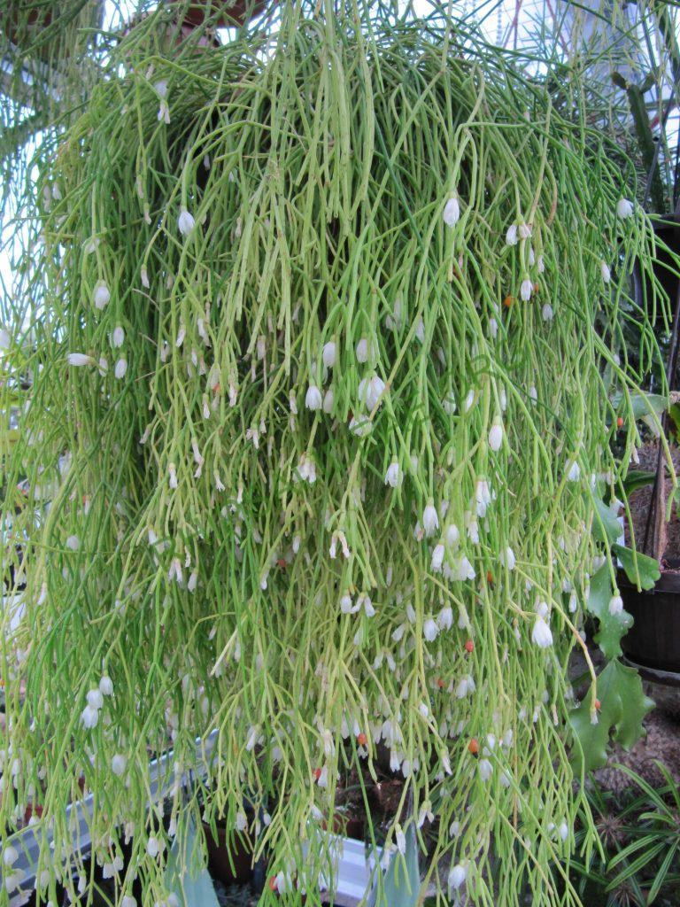 Rhipsalis campos-portoana