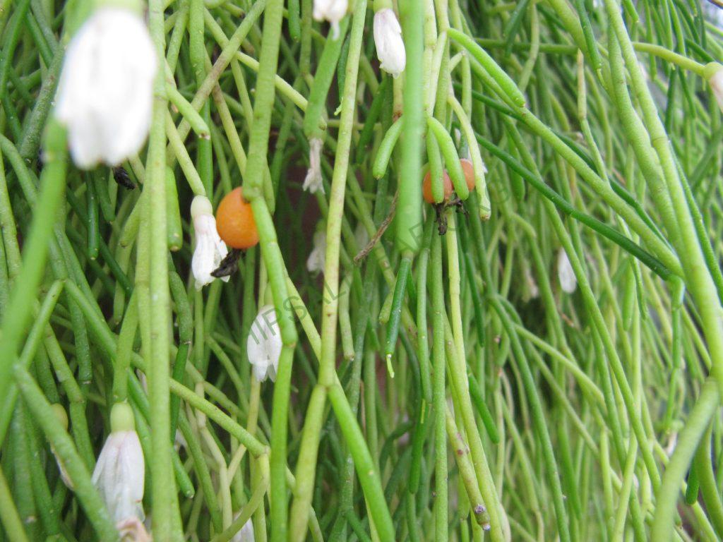 Rhipsalis campos-portoana