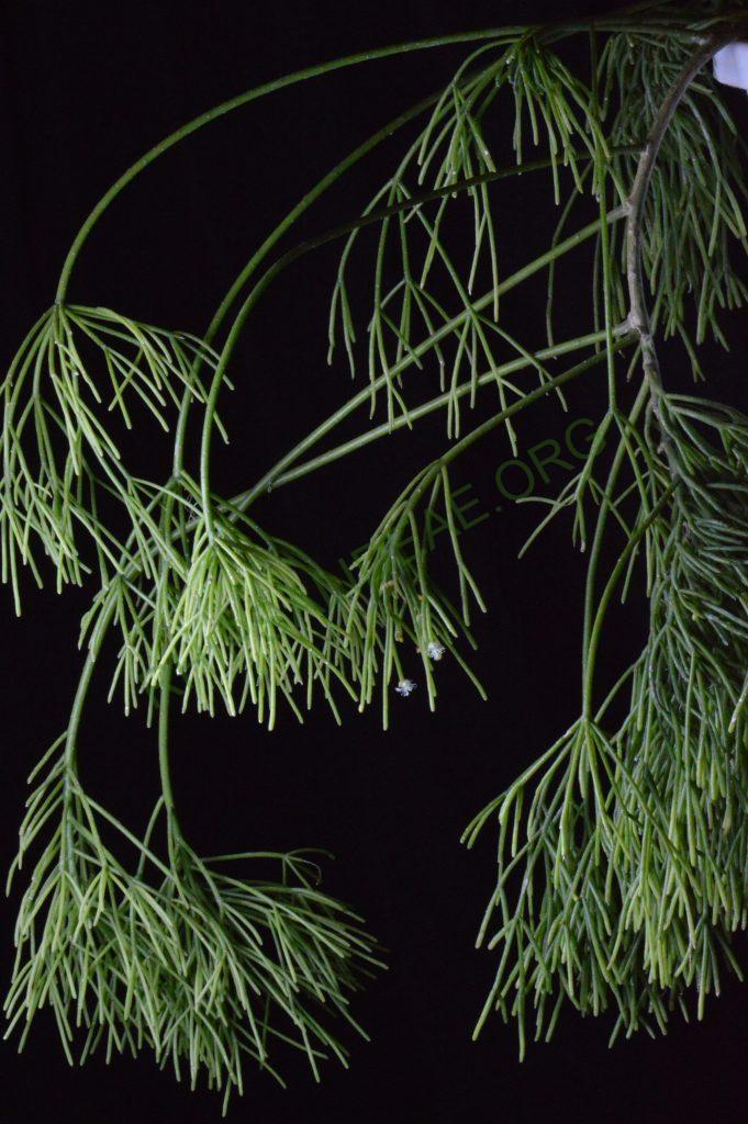 Rhipsalis teres f. capilliformis