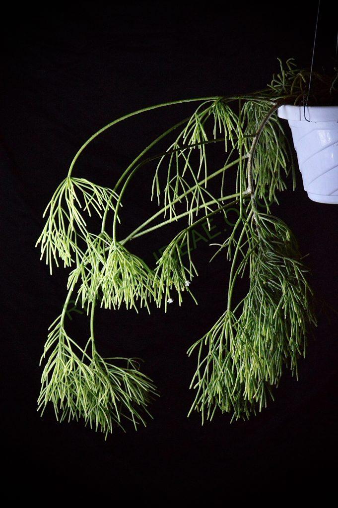 Rhipsalis teres f. capilliformis