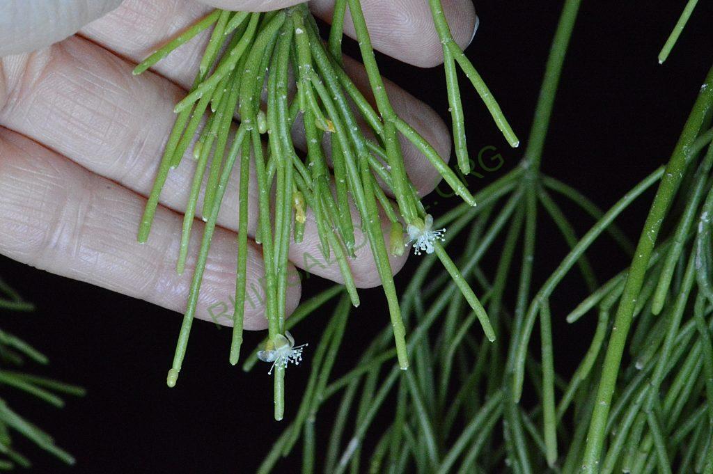 Rhipsalis teres f. capilliformis