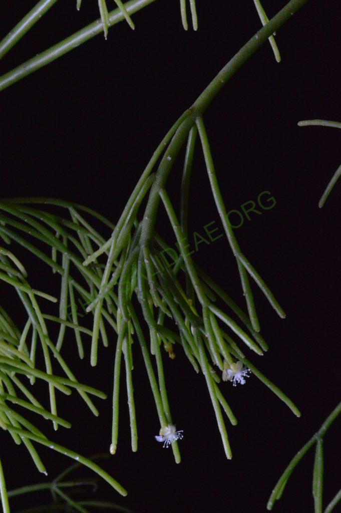 Rhipsalis teres f. capilliformis