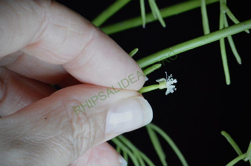 Rhipsalis teres f. capilliformis