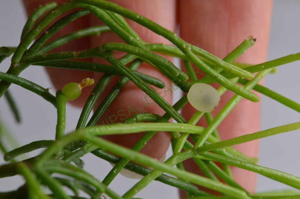 Rhipsalis teres f. capilliformis
