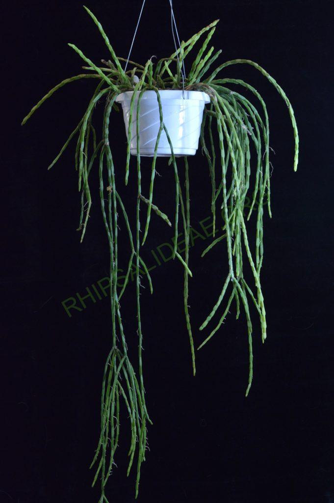 Rhipsalis pacheco-leonis subsp. catenulata