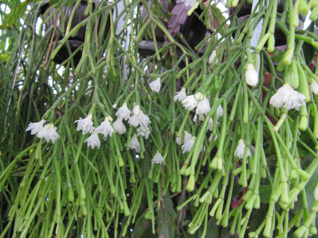 Rhipsalis clavata f. clavata