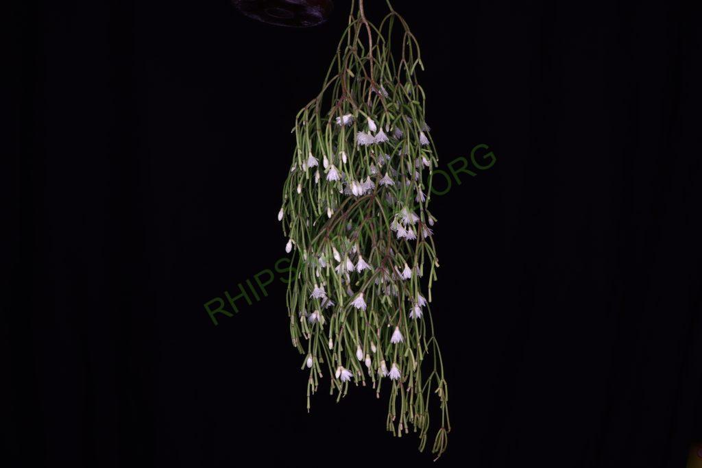Rhipsalis clavata f. clavata