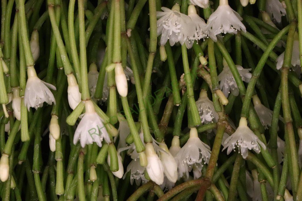 Rhipsalis clavata f. clavata