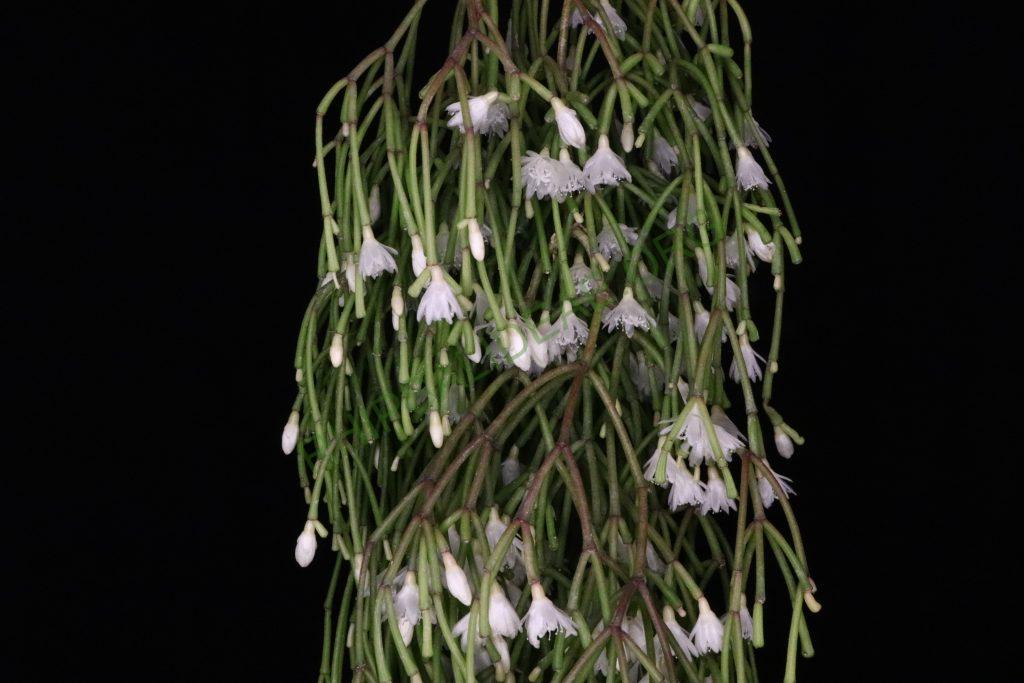 Rhipsalis clavata f. clavata