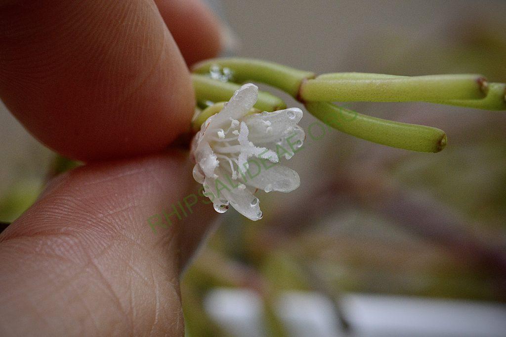 Rhipsalis clavata f. clavata
