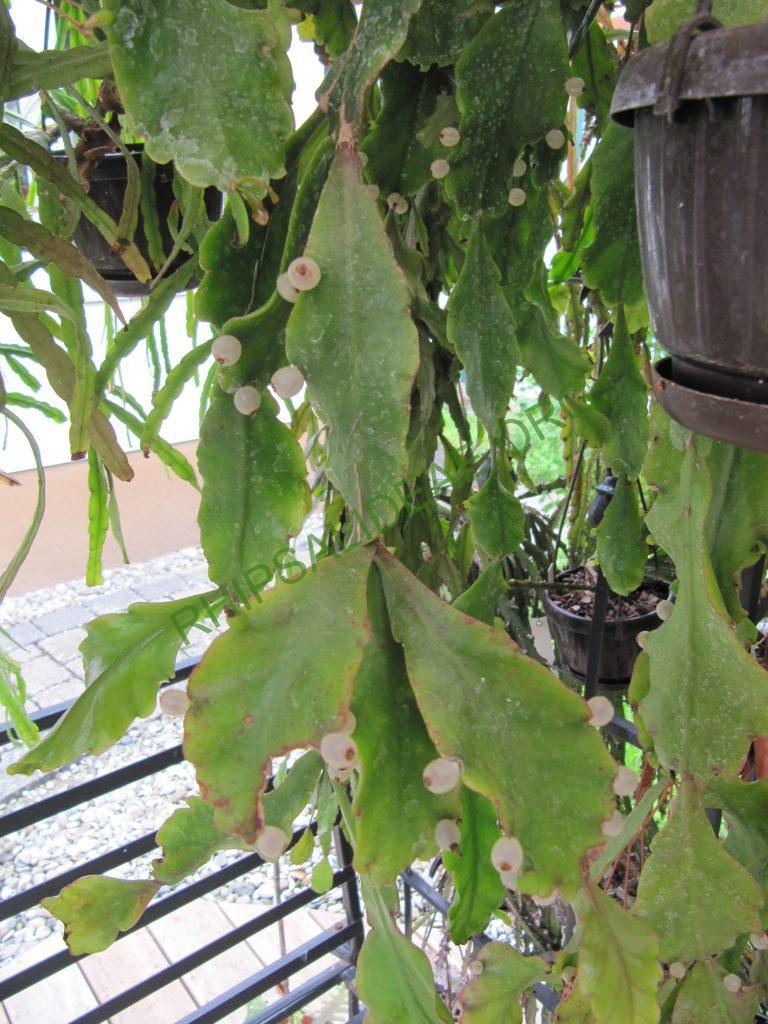 Rhipsalis cuneata subsp. cuneata, Bonn 12957, Villa Tunari, Cochambamba, Bolivia, 1450m, Ibisch & Ibisch